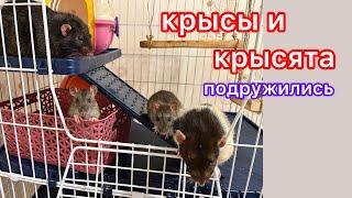 Четыре крысы в одной клетке. #rat #крысы #animal #животные #крысята