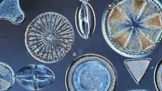 Beautiful Diatoms