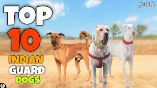 Top 10 Indian guard dog breeds | guarding | powerful | funny 