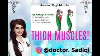 LEARN ANTERIOR THIGH MUSCLES UNDER 4 MINUTES!!!