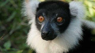 Lemurs of Madagascar HD