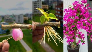 Bougainvillea cuttings | How to grow Bougainvillea from cuttings | bougainvillea plant propagation