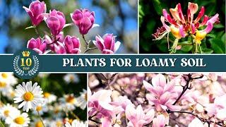 10 Best Plants for Loamy Soil  Loam Soil for Plants 