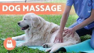 Relaxing MASSAGE for DOGS  (Benefits & What to Do)