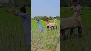 Video lucu sawah