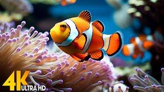 Aquarium 4K VIDEO (ULTRA HD) - Beautiful Coral Reef Fish - Sleep Relaxing Meditation Music #191