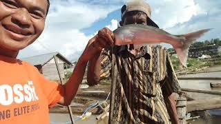 DETIK-DETIK MANCING DAPAT IKAN PATIN SUNGAI KALIMANTAN,