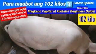 Paano maabot ang 102 kilos gaano karaming feeds makain? May kita pa ba sa pag-alaga? Beginners Guide