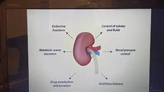 #Renal_Dr_Mohamed_Fayez Lecture 1 Renal Introduction