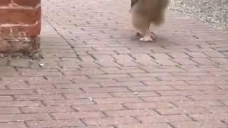 Cute Innocent Owl in Playing mood