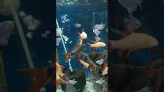 splash Tetra fish #petsvlog#dailyvlog#aquarium#viral#aquariumpets#shorts#subscribe#share#like#yt