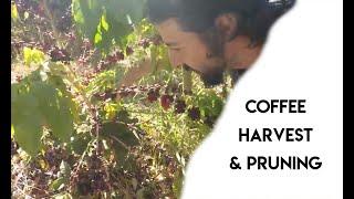 COFFEE HARVEST & PRUNING | FOOD FOREST | ALLEY CROPING | AGROFORESTRY PRACTICES