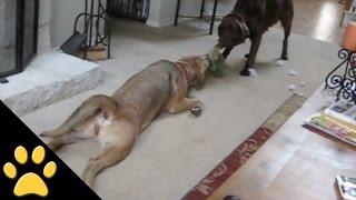 Lazy Dogs: Compilation