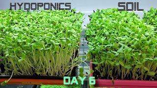 Sunflower Microgreens - Soil vs Hydro