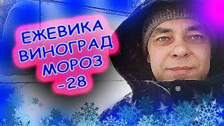 Это надо срочно сделать с ежевикой и виноградом если пришли морозы! Испытание ежевики морозом -28 С.