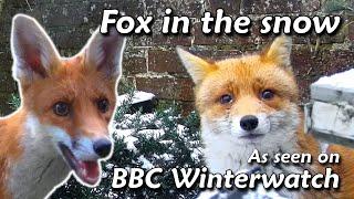 Fox in the snow - shown on BBC Winterwatch