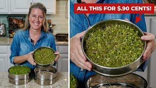 Easily grow SPROUTS  at home for pennies on the dollar!