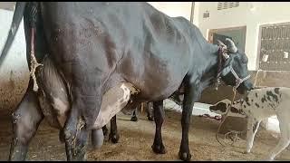 Vaishnav dairy farm #dairyfarm #dairy #cow #viral