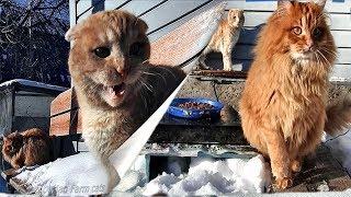 Винни папа и Винни Winter Koshlandia Siberian Farm cats, Деревенские кошки