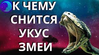 К чему снится укус змеи? Во сне укусила змея  Сонник  Толкование снов 