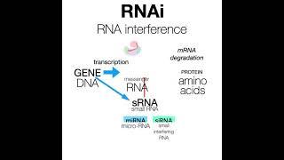 RNAi (RNA interference) and microRNA