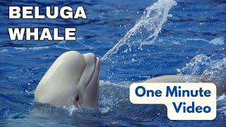 Beluga Whale | Minute