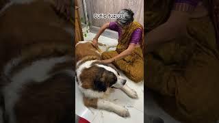 Tyzuuu getting helped by her Nani  #love #tyzu #cutedog