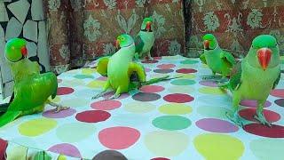 Amazing Talking Parrots Family | Gorgeous Talking Parrots Playing And Speaking In Urdu Hindi