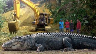 6 BUAYA TERBESAR DI INDONESIA Yang Pernah Tertangkap