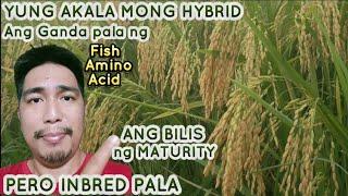 C18 Inbred Variety Ripening Stage | Pakabilis ng Maturity