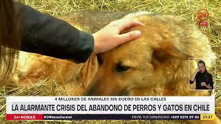 La alarmante crisis del abandono de perros y gatos en Chile