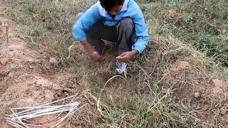 How to Find quail - Cambodian - khmer Catching Birds - Amazing Video