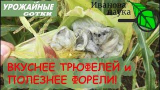 ПОЛЕЗНЕЕ ФОРЕЛИ И ВКУСНЕЕ ТРЮФЕЛЕЙ! СУПЕРФУД из КУКУРУЗЫ! Болезнь или суперурожай?