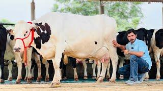 100 KG Milk,,3 Lakh Rate | Breed KingGurwinder Dairy Farm