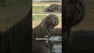 Texas on High Alert After Tiger Escapes Zoo in Mexico #tiger #zoo #mexico #texas