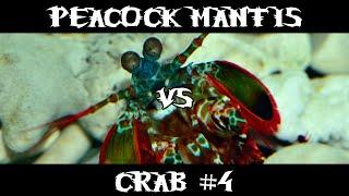 Peacock Mantis VS Crab #4
