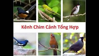 Tiếng hót nhiều loại chim cảnh kích bổi mọi thể loại #kenhchimcanhtonghop