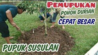 Fertilizing a durian tree, so that it can be large & fruitful