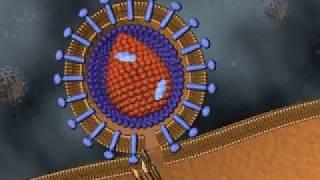 Retrovirus | Mechanism of Retrovirus | Reverse Transcriptase