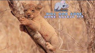 Lion cub thought its mother had died because it had not been home all night