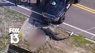 Nearly 14-foot gator involved in Florida death