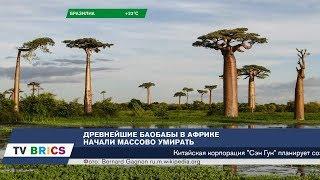 Китай и Индия создают "клуб нефтяных покупателей". Загадочная гибель древнейших баобабов в ЮАР.