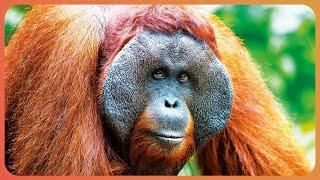 Are Orangutans The Most Intelligent Primate In The Animal Kingdom? | WILD ASIA | Real Wild