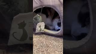 Happy Caturday #caturday Cat Videos #shorts Cute Cat Shorts #calico #saturday Saturday in the Park 