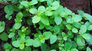 Plant care #13 | How to grow mint plant healthy & bushy ?| biosphereflora |