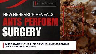 Ants perform life-saving surgeries