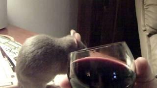 Stormy the Wine Rat with funny way of drinking.