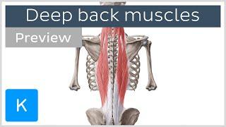 Deep muscles of the back: attachments, innervation and functions (preview) - Human Anatomy | Kenhub