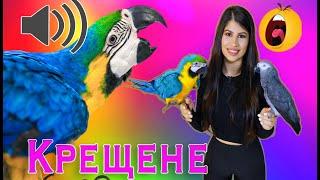 Как да ДРЕСИРАМ папагал да не КРЕЩИ? Как да отуча папагал от ВИКАНЕ?/How to reduse parrot screaming?