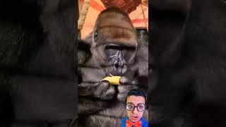   #gorrilla #monkey #monke #funny #gorilla